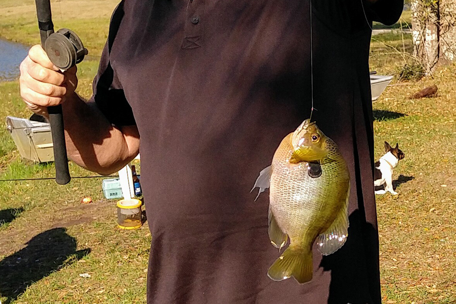 fishing for sunfish