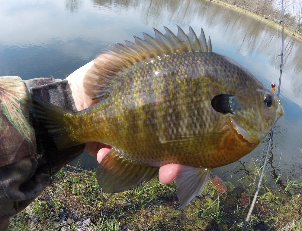 fishing for bluegill