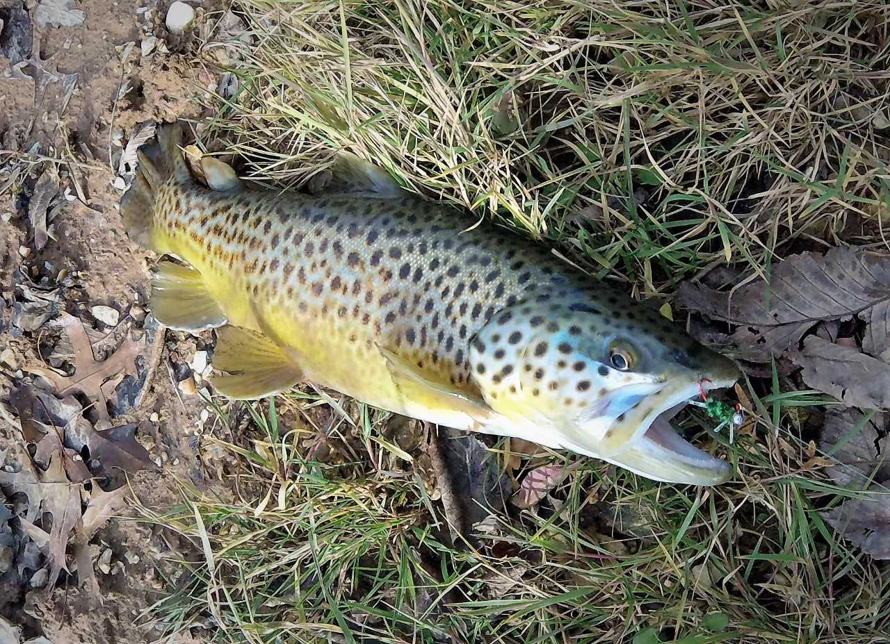 brown trout