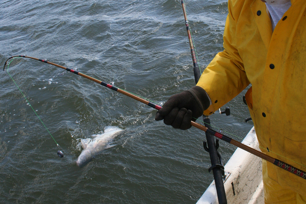 catfish fishing potomac river