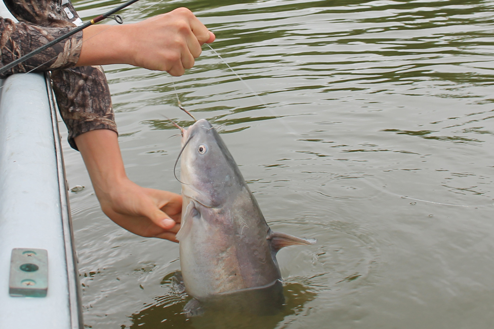 fishing for catfish