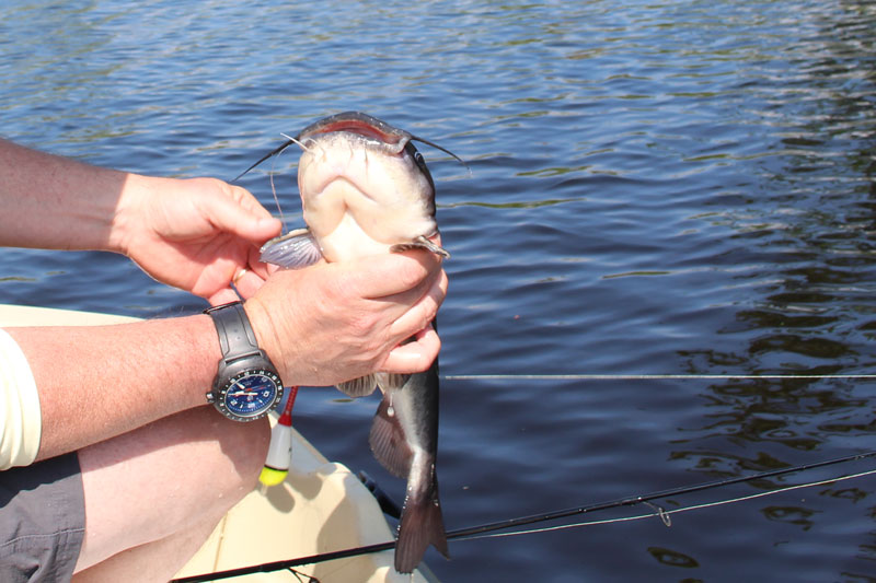 catfish fishing in the river