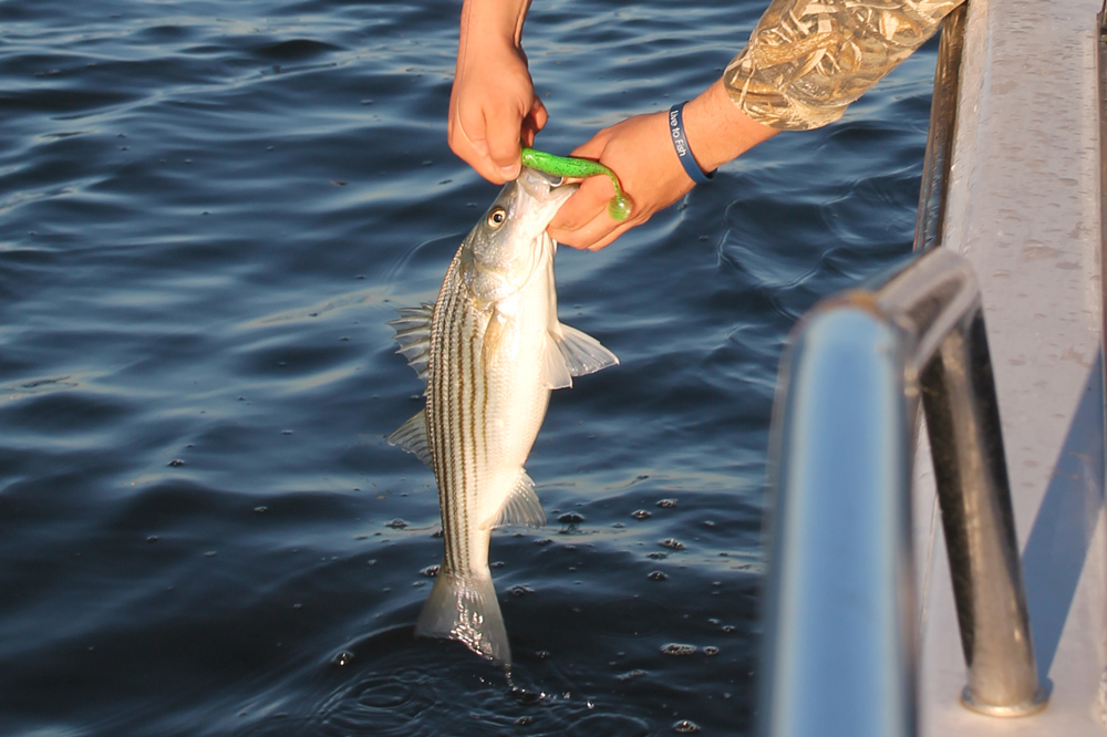 chartreuse paddle tail lure