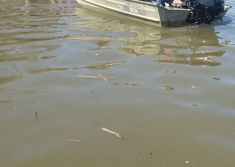 dirty water in chesapeake bay