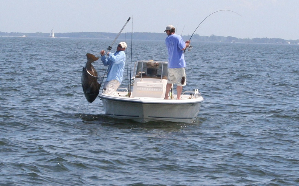 black drum fishing