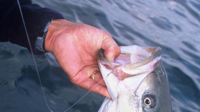 striper on circle hook