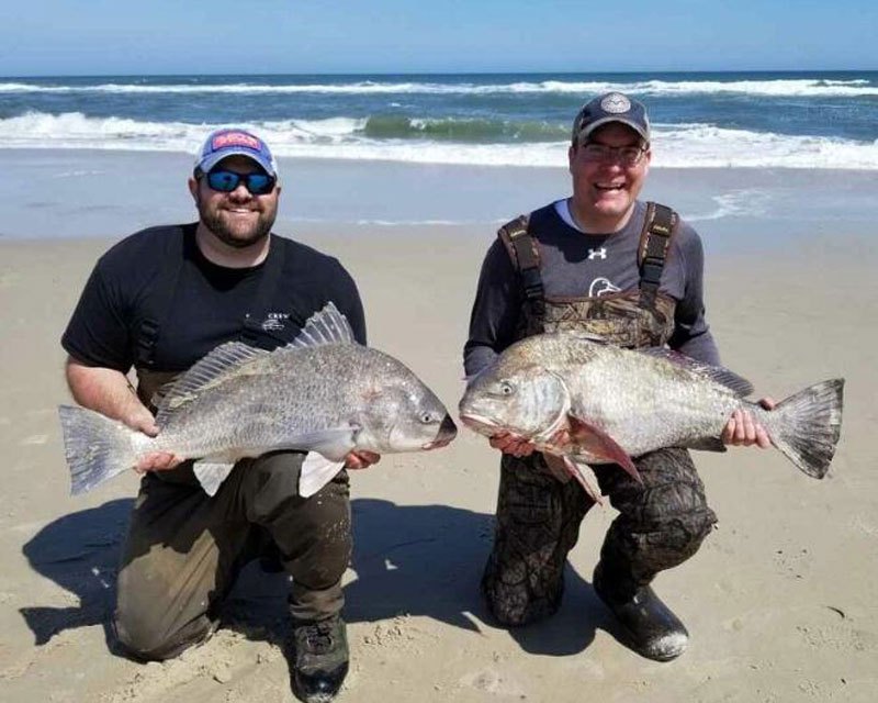 black drum caught in the surf