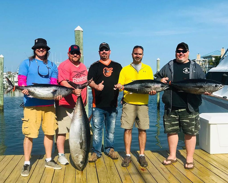 the catch from a day of tuna fishing