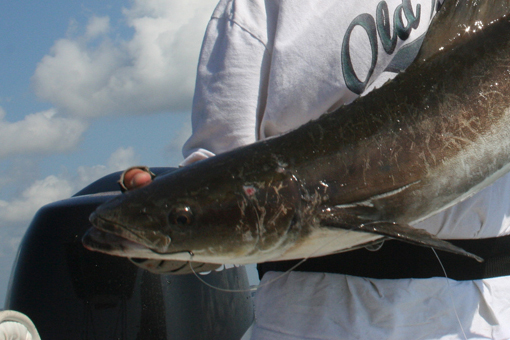 chesapeake cobia