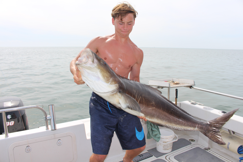 fishing for cobia chesapeake bay