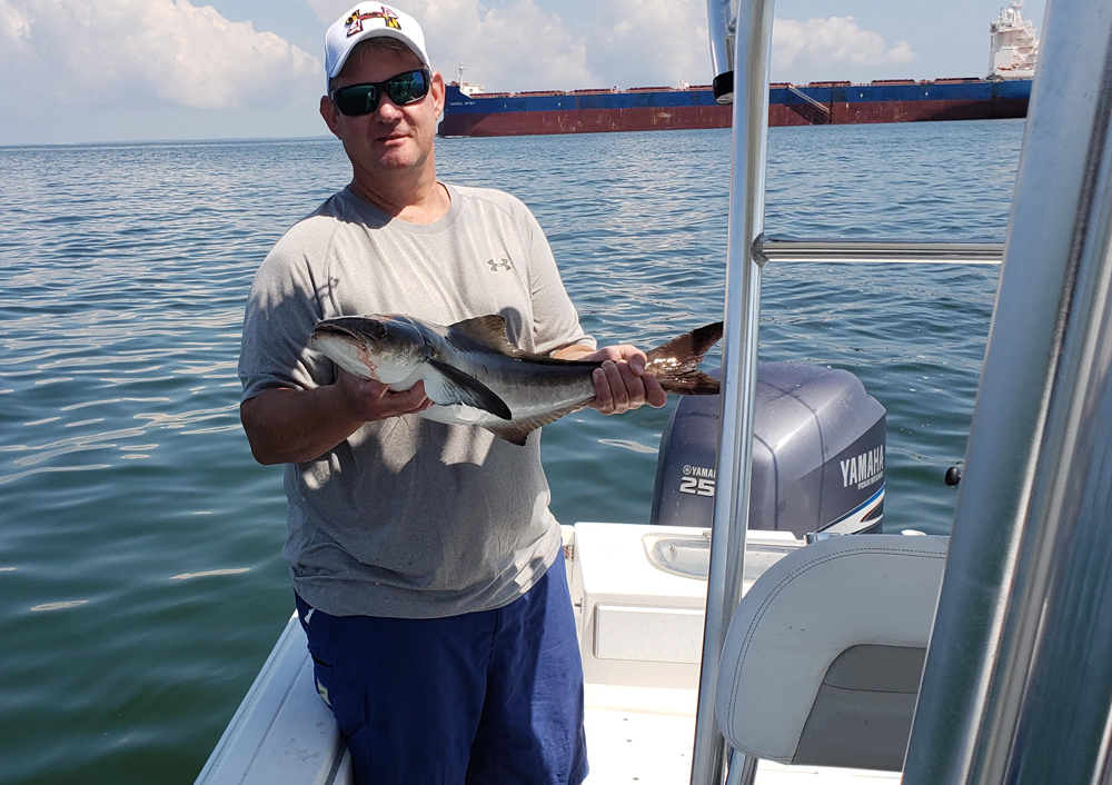 cobia fishing