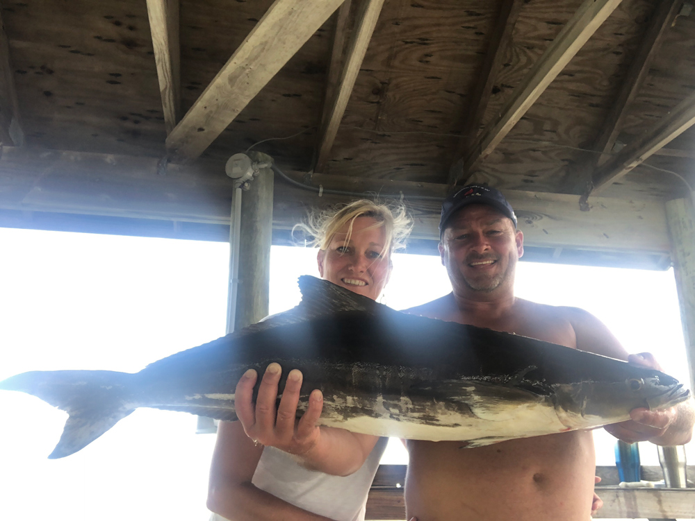 catching cobia in chesapeake bay