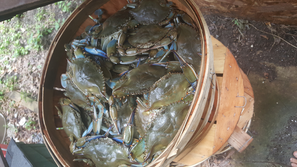 blue crabs