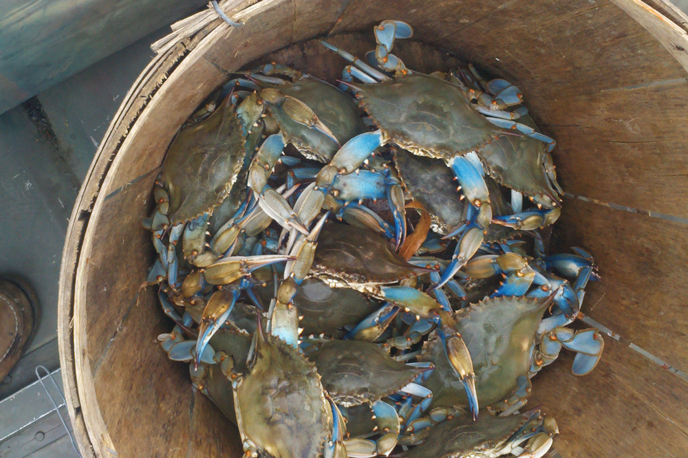 maryland blue crabs