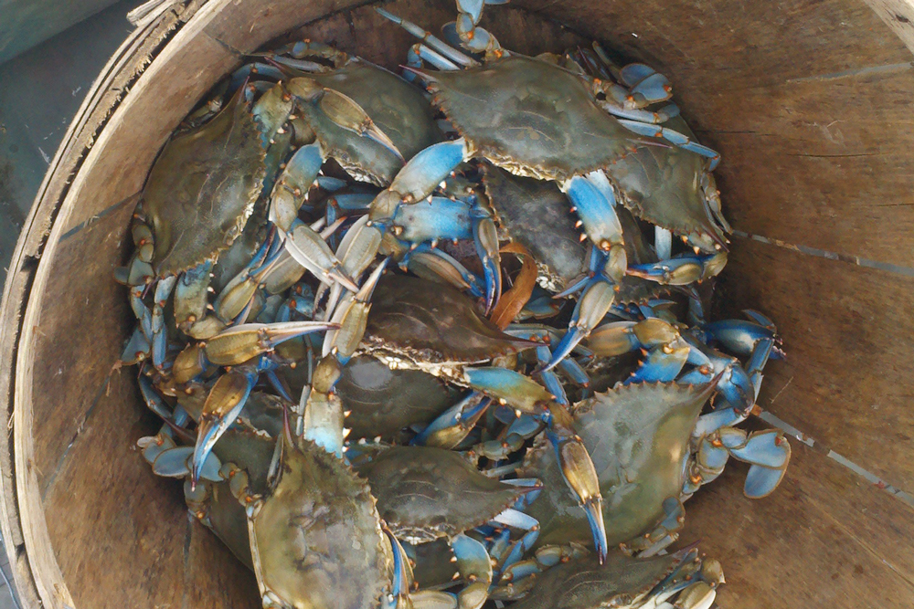 crabbing and crabs