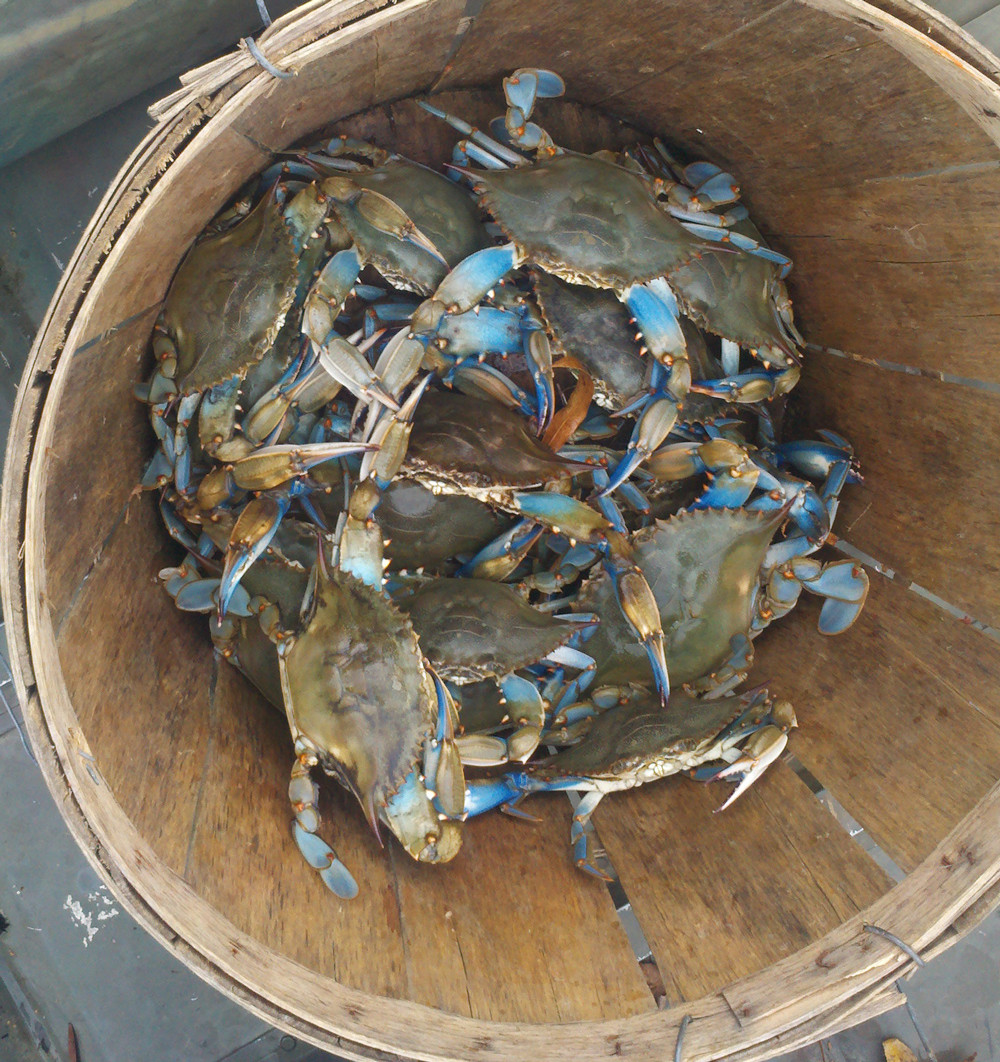 blue crabs in bushel basket