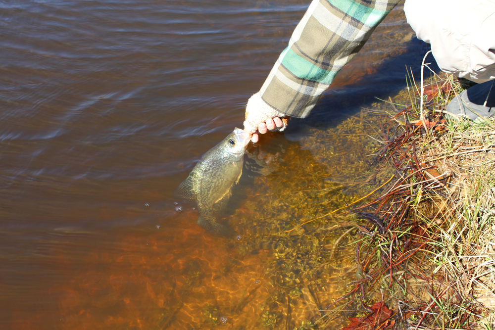 fishing for crappie in lakes