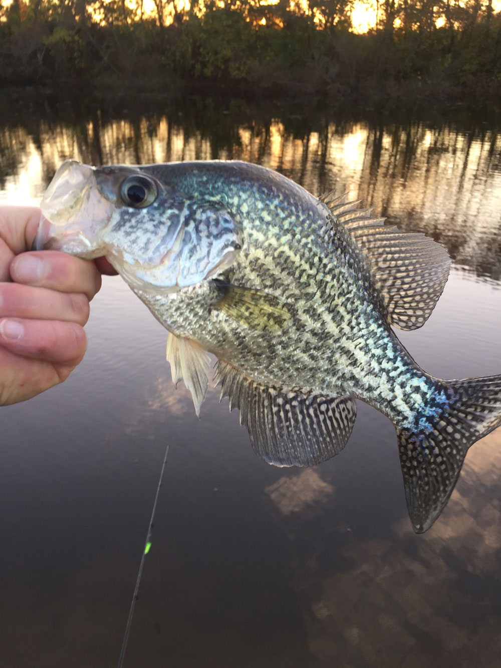 fish crappie