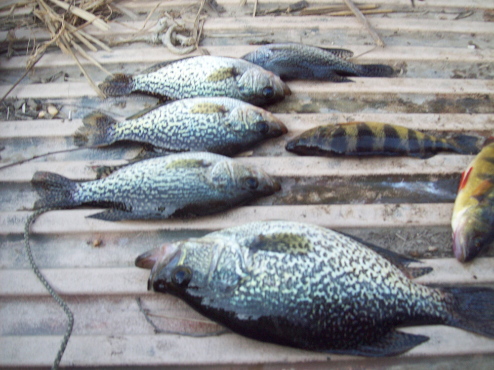 crappie and yellow perch