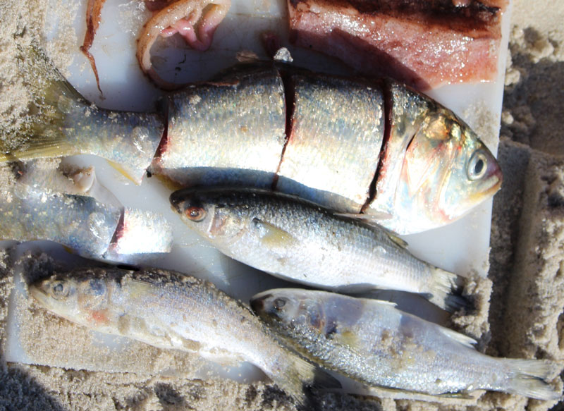 chunks of cut bait for surf fishing for red drum