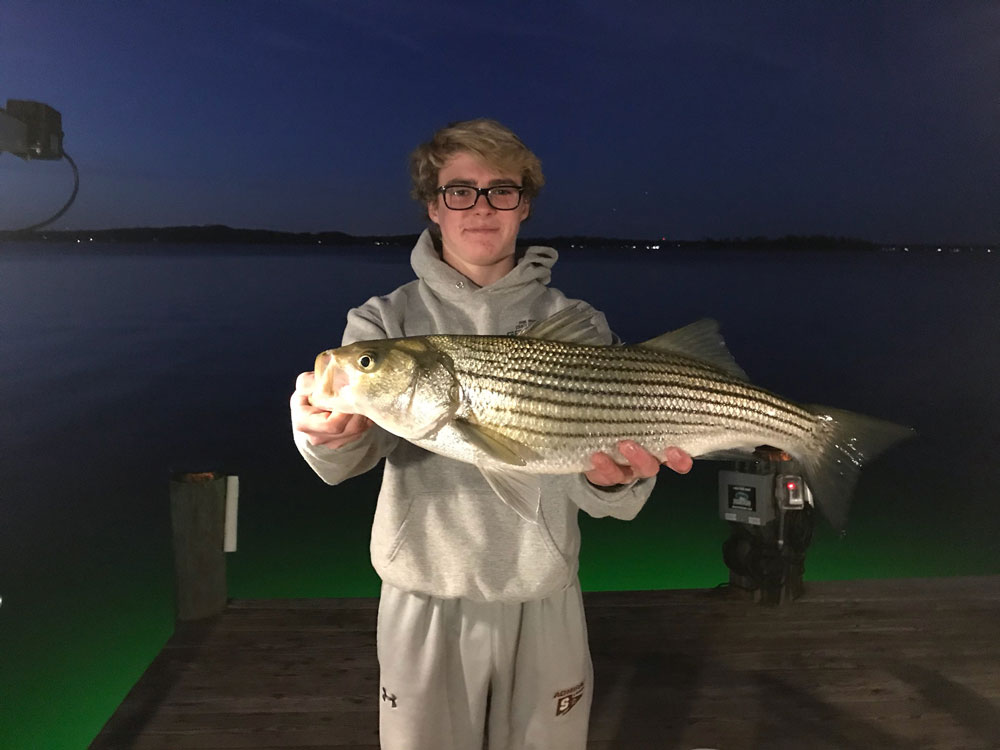 striped bass under lights