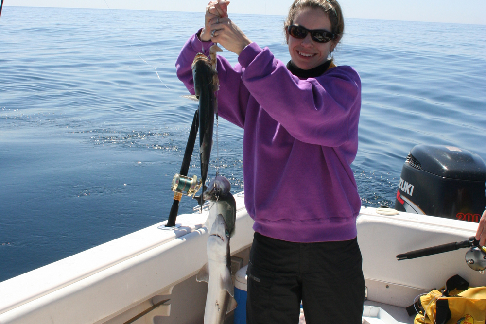 dogfish sand sharks