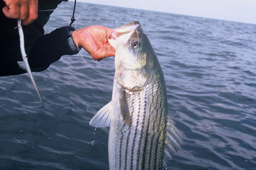 eeling for striped bass