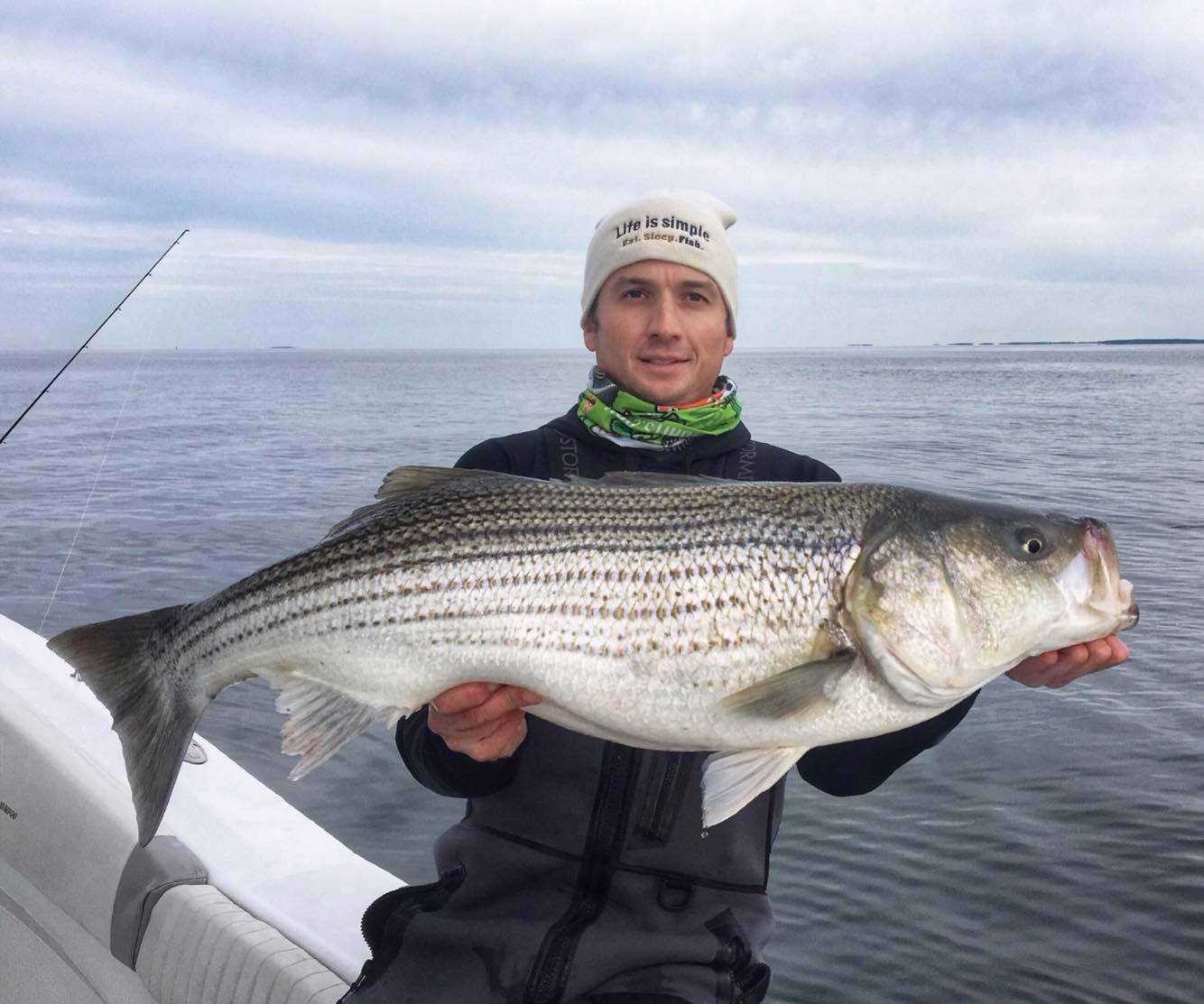 chesapeake bay striped bass