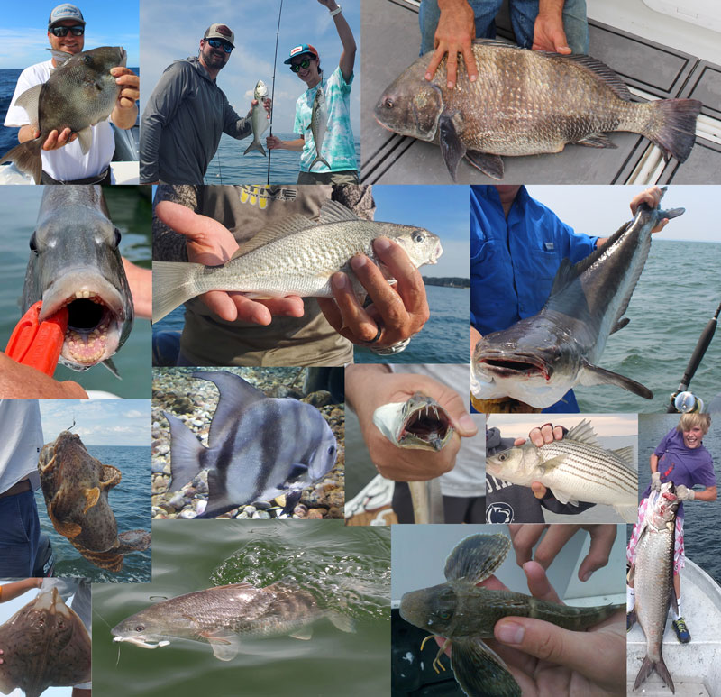 mixed species fishing at the cbbt