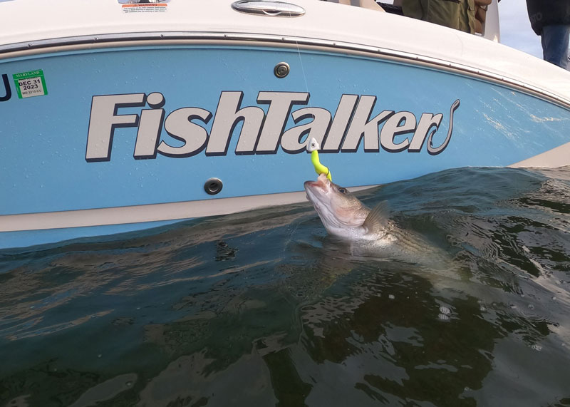 pulling a rockfish up to the boat