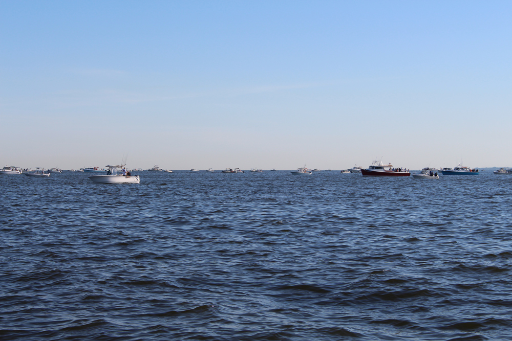 fleet of boats chumming