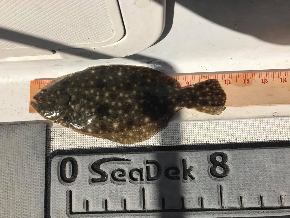 flounder in choptank river