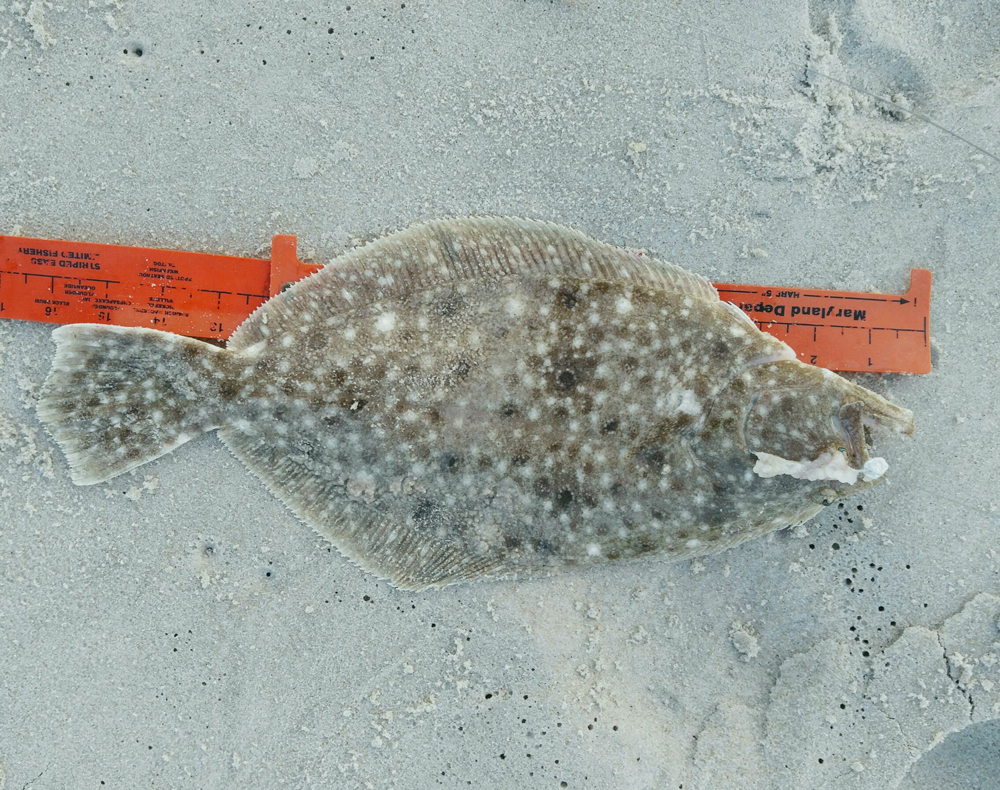 flounder-fishing