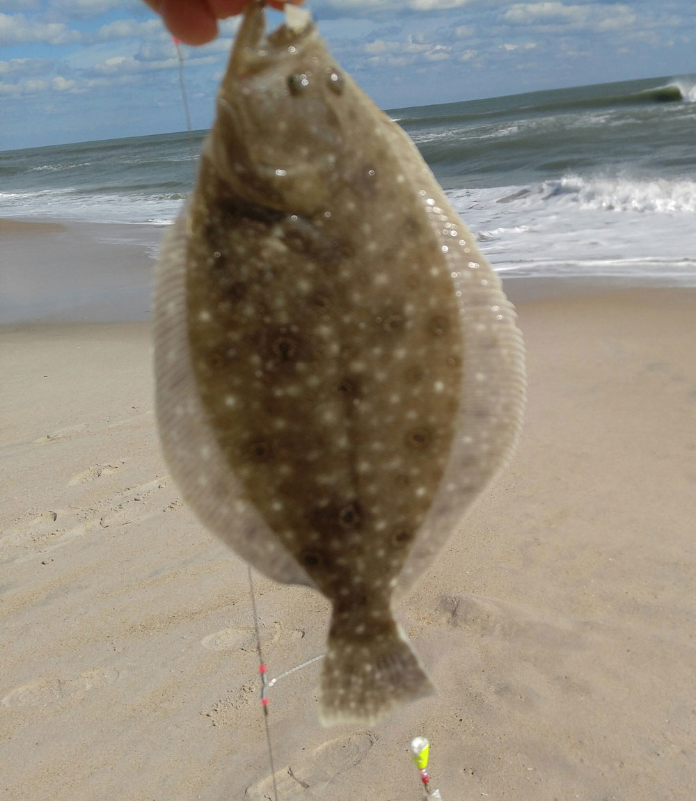 surf fishing flounder