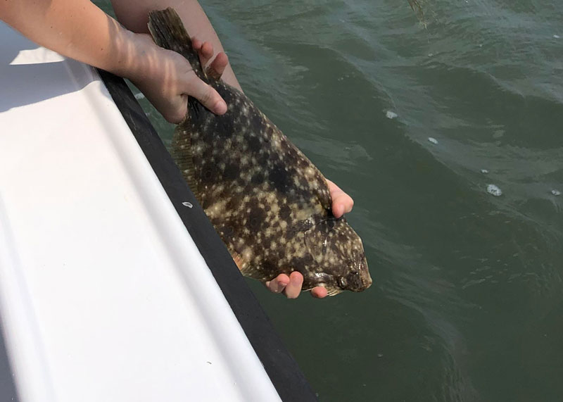 releasing a flounder