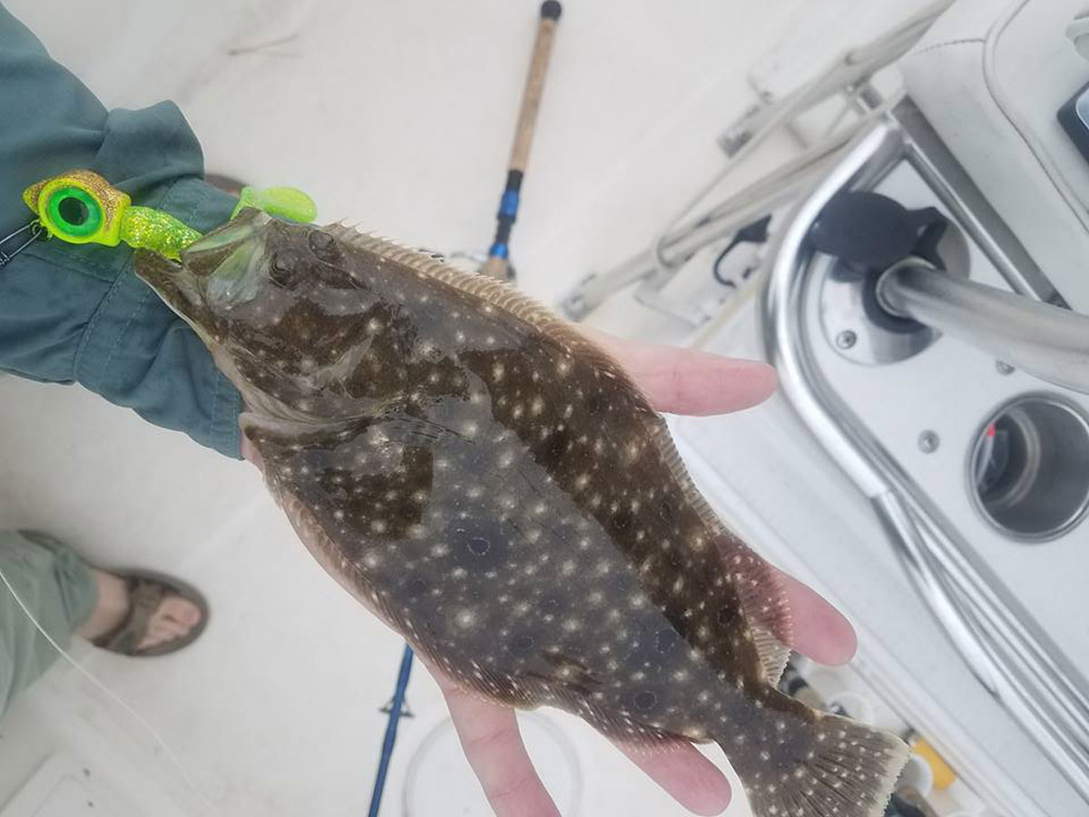 flounder