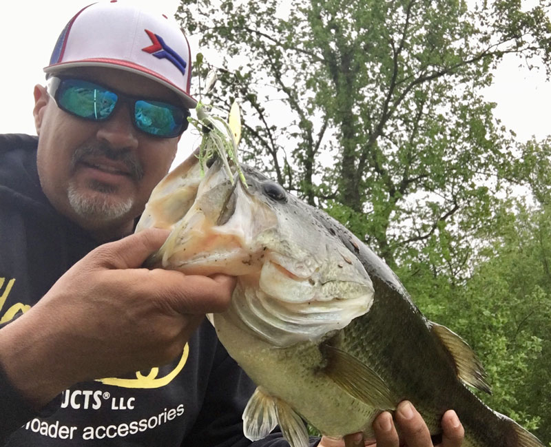 largemouth bass caught on spinnerbait