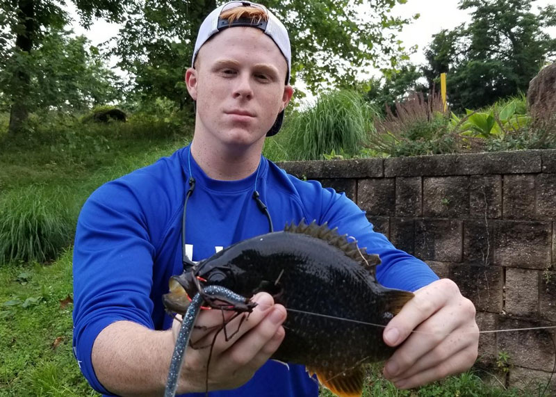 giant bluegill