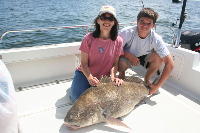 huge black drum fish caught in chesapeake bay