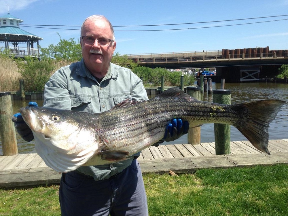 huge rockfish