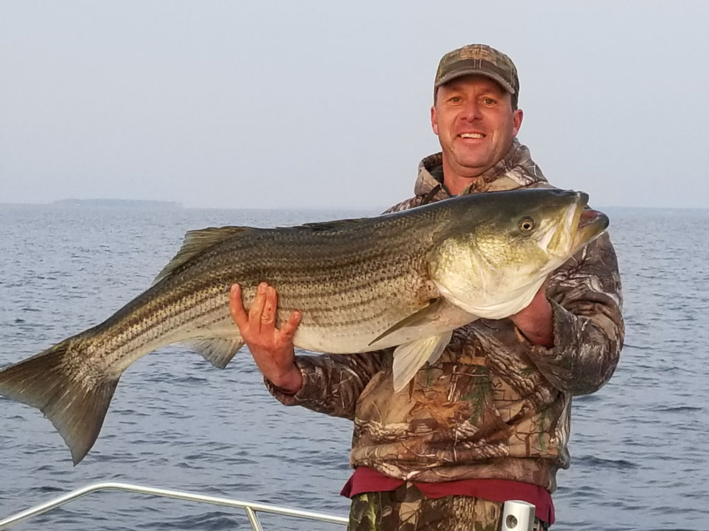 giant striped bass