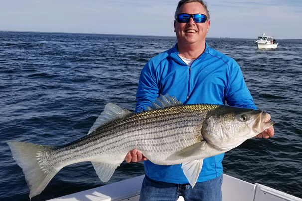 giant striped bass