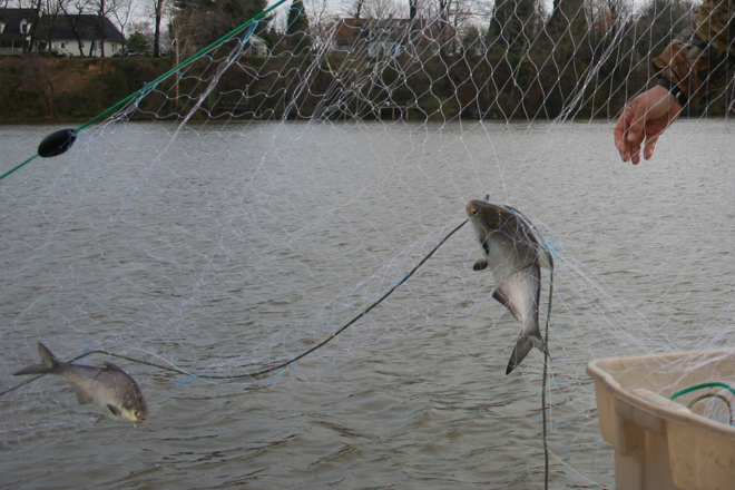 fish in gill net