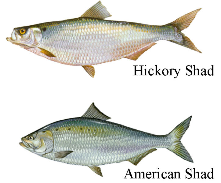 hickory shad and american shad
