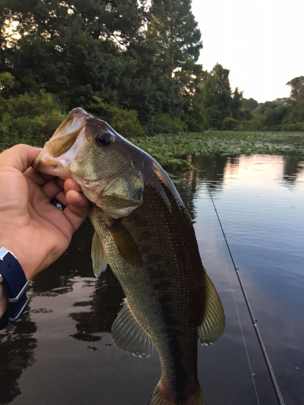 bass fishing