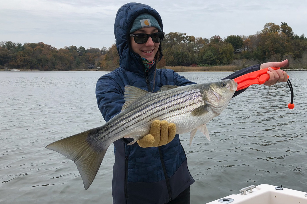 severn river striped bass