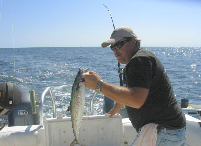 king mackerel that looks like a spanish