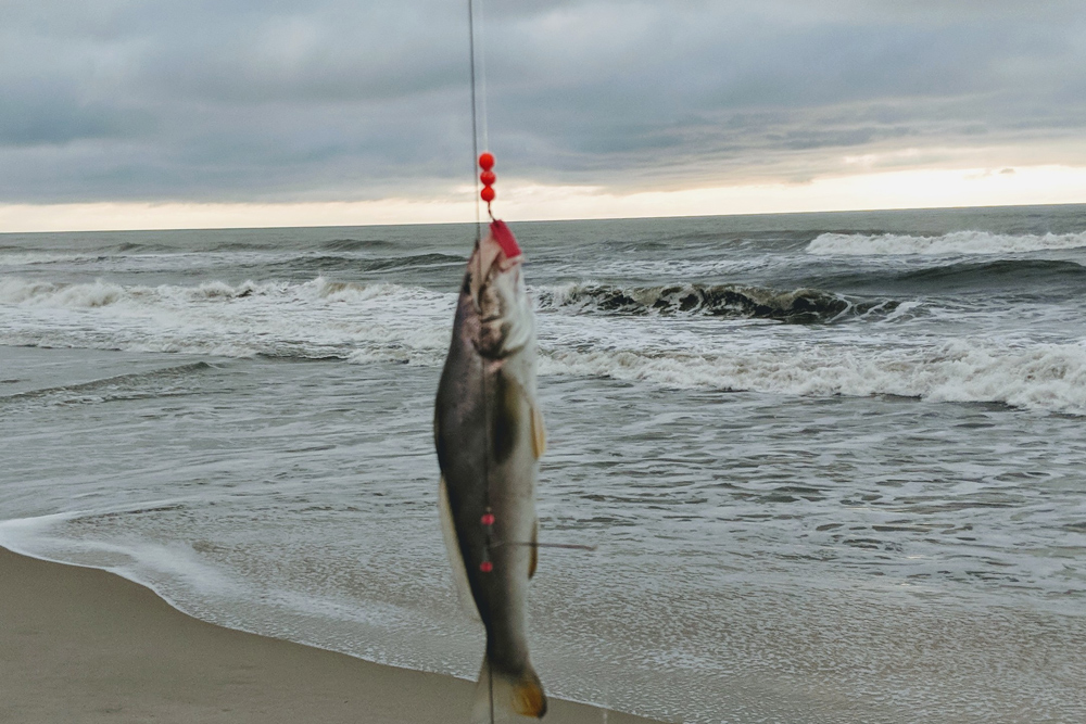 surf fishing