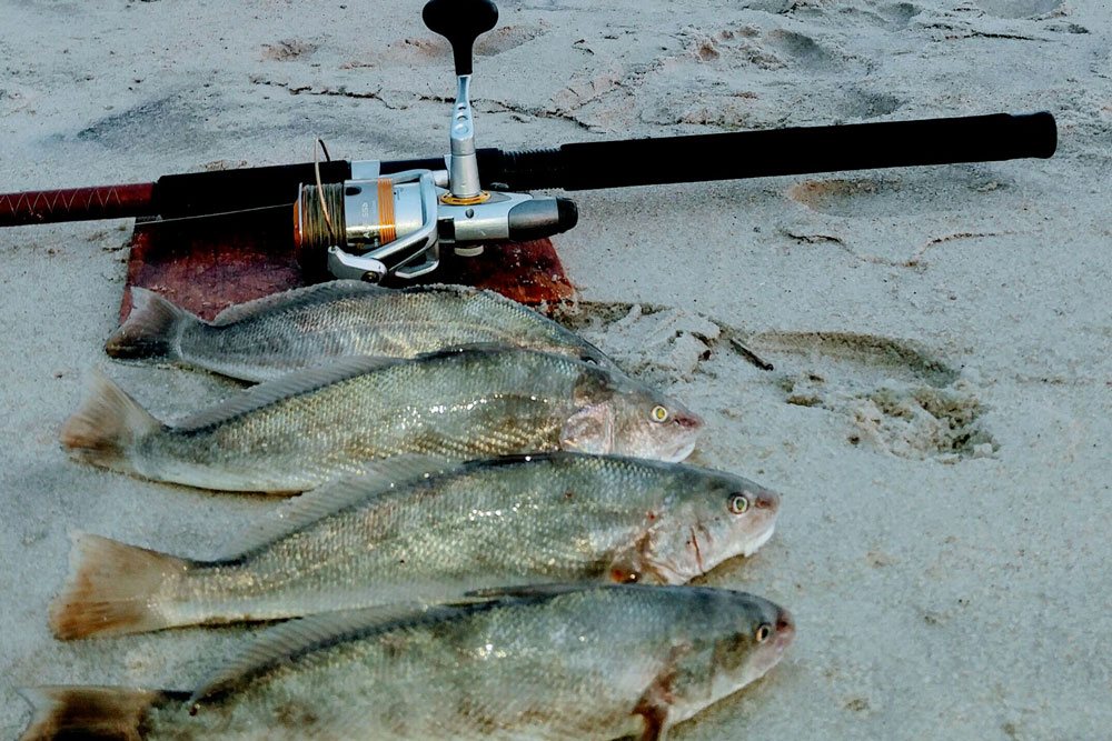 kingfish in surf