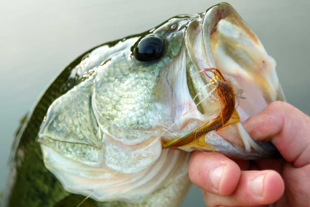 fly fishing for largemouth bass